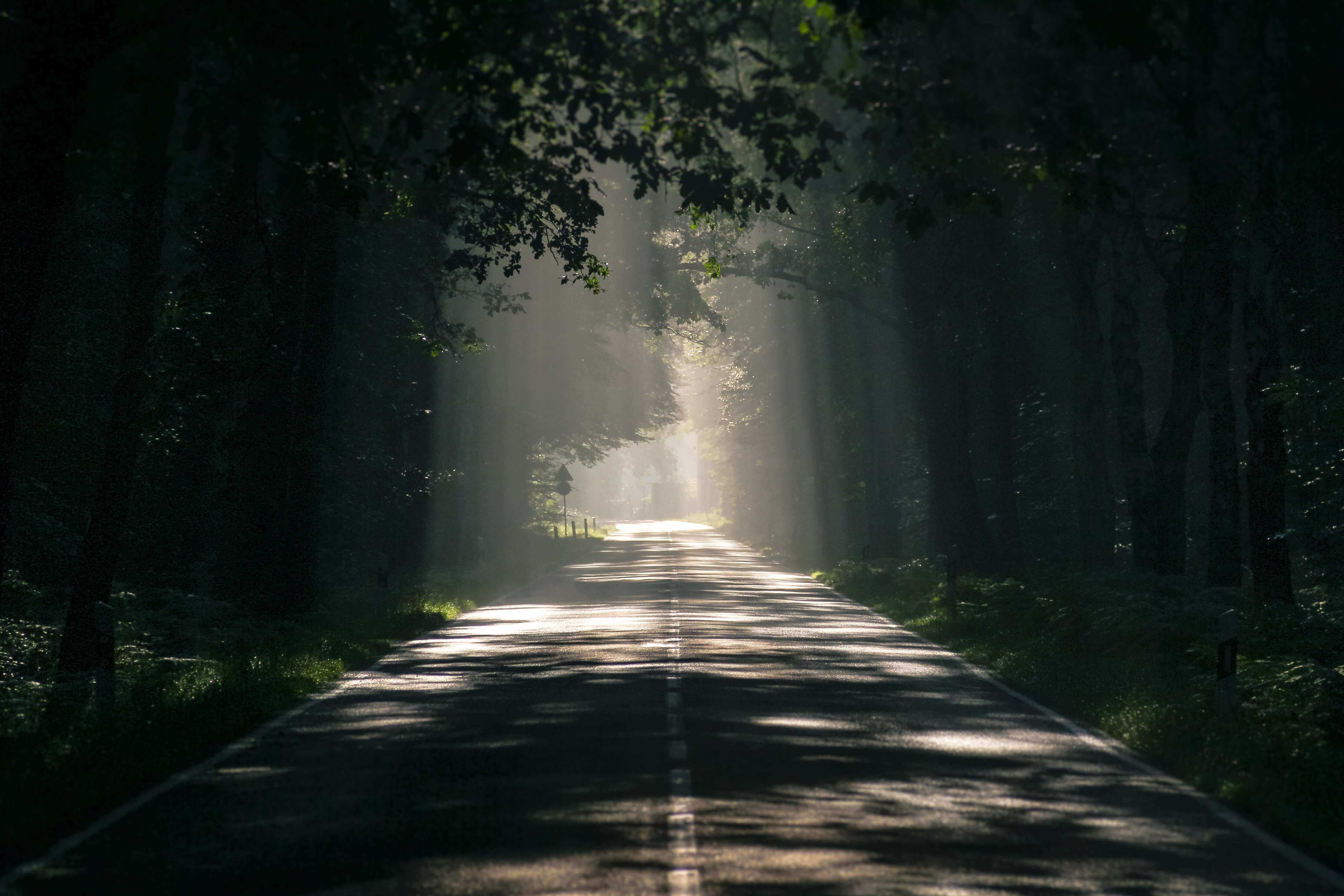A photograph of a misty road with a shadowed trees overhead